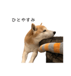 柴犬りょうた（個別スタンプ：5）