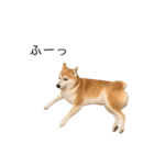 柴犬りょうた（個別スタンプ：6）