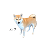 柴犬りょうた（個別スタンプ：7）