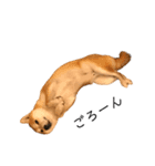 柴犬りょうた（個別スタンプ：8）