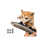 柴犬りょうた（個別スタンプ：9）