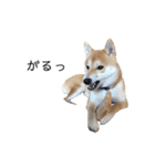 柴犬りょうた（個別スタンプ：12）