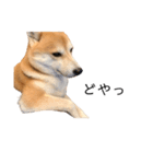 柴犬りょうた（個別スタンプ：13）