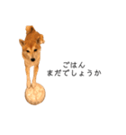 柴犬りょうた（個別スタンプ：14）