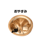 柴犬りょうた（個別スタンプ：15）