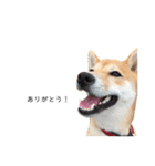 柴犬りょうた②（個別スタンプ：1）