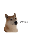 柴犬りょうた②（個別スタンプ：2）