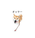 柴犬りょうた②（個別スタンプ：3）