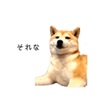 柴犬りょうた②（個別スタンプ：4）