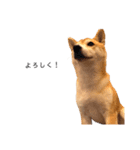 柴犬りょうた②（個別スタンプ：6）