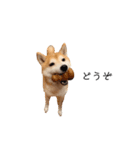 柴犬りょうた②（個別スタンプ：7）
