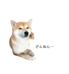 柴犬りょうた②（個別スタンプ：8）