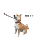 柴犬りょうた②（個別スタンプ：9）