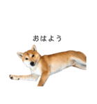 柴犬りょうた②（個別スタンプ：12）