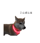 柴犬りょうた②（個別スタンプ：13）