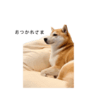 柴犬りょうた②（個別スタンプ：15）