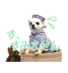 橋犬さん（個別スタンプ：5）