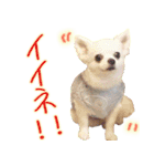 橋犬さん（個別スタンプ：13）