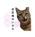 猫。ゆきちイズム（個別スタンプ：2）