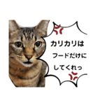 猫。ゆきちイズム（個別スタンプ：3）