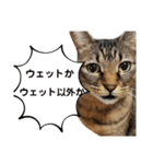 猫。ゆきちイズム（個別スタンプ：4）