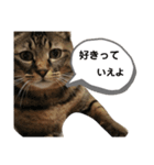 猫。ゆきちイズム（個別スタンプ：5）