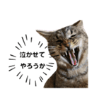 猫。ゆきちイズム（個別スタンプ：6）