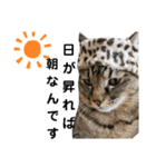 猫。ゆきちイズム（個別スタンプ：7）