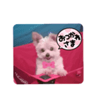 きゅんころちゃん（個別スタンプ：1）