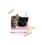 あーちゃん＆しーちゃん（個別スタンプ：1）