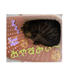 あーちゃん＆しーちゃん（個別スタンプ：2）