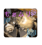 あーちゃん＆しーちゃん（個別スタンプ：15）