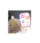 うさぎさん 生活編（個別スタンプ：1）