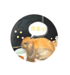 うさぎさん 生活編（個別スタンプ：4）