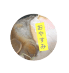 うさぎさん 生活編（個別スタンプ：7）