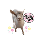 チームヤックル☆（個別スタンプ：14）