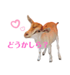 チームヤックル☆（個別スタンプ：22）