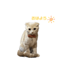 ねこのモカちゃんの日常スタンプ（個別スタンプ：1）