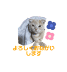 ねこのモカちゃんの日常スタンプ（個別スタンプ：5）