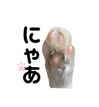 ねこのモカちゃんの日常スタンプ（個別スタンプ：11）