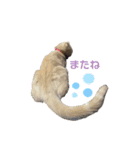 ねこのモカちゃんの日常スタンプ（個別スタンプ：16）