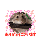 ハム挨拶（個別スタンプ：4）