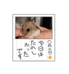 ハム挨拶（個別スタンプ：8）