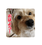 あだちけのペットスタンプ（個別スタンプ：1）