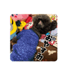 あだちけのペットスタンプ（個別スタンプ：2）