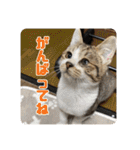あだちけのペットスタンプ（個別スタンプ：4）