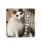 あだちけのペットスタンプ（個別スタンプ：5）
