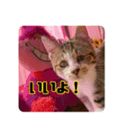 あだちけのペットスタンプ（個別スタンプ：7）
