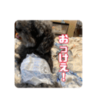 あだちけのペットスタンプ（個別スタンプ：9）