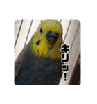 あだちけのペットスタンプ（個別スタンプ：19）